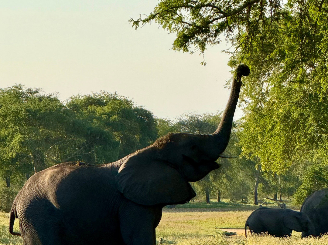 Parque Nacional Da Gorongosa-Gorongosa National Park必去景点