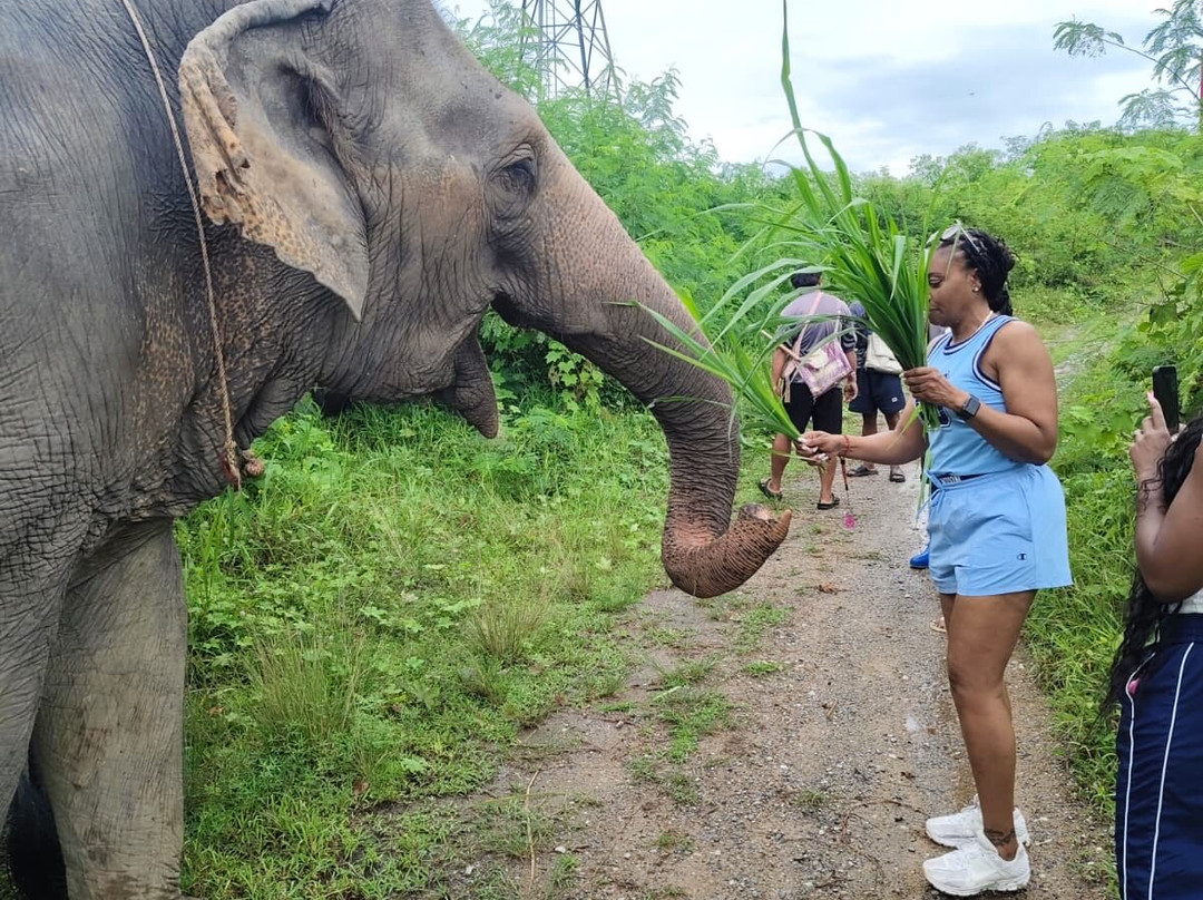 The Lake Phuket Elephant Home-Thep Krasatti必去景点