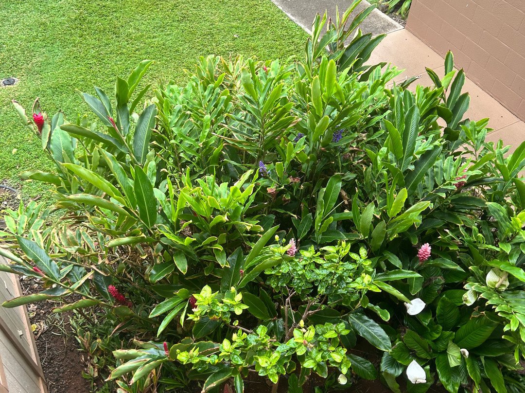 Bluegreen Pono Kai Resort主图