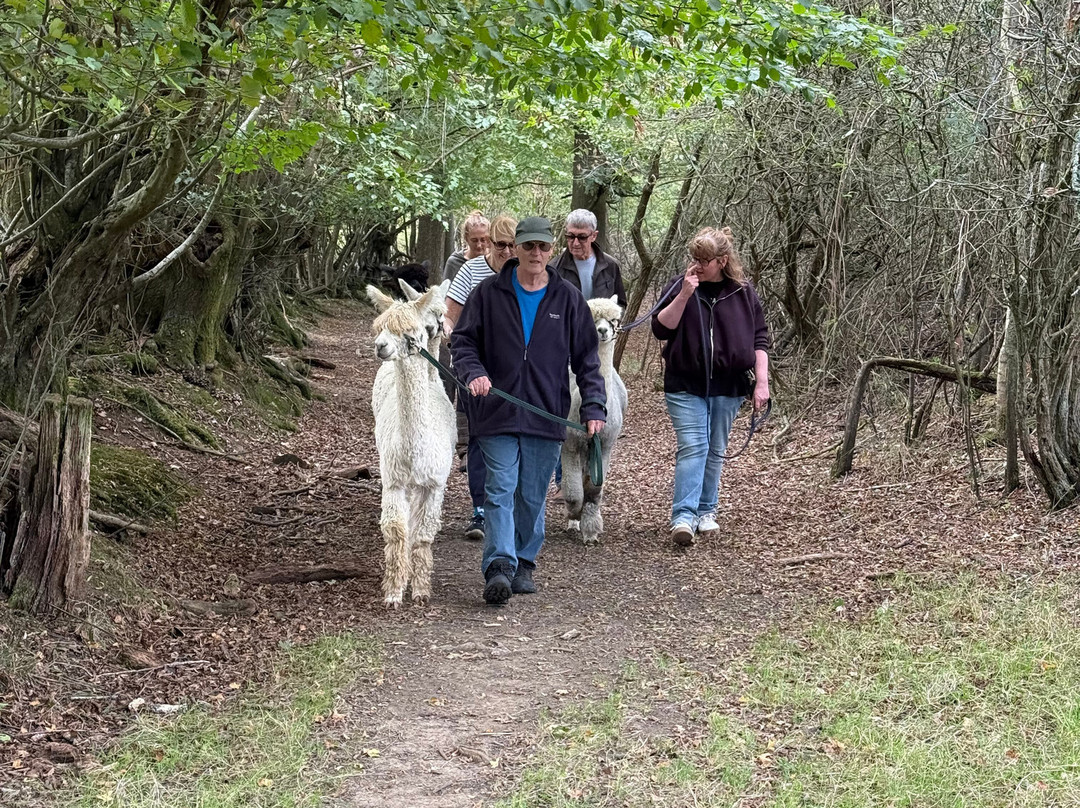 Alpaca Walking - With Spring Farm Alpacas-Fletching必去景点