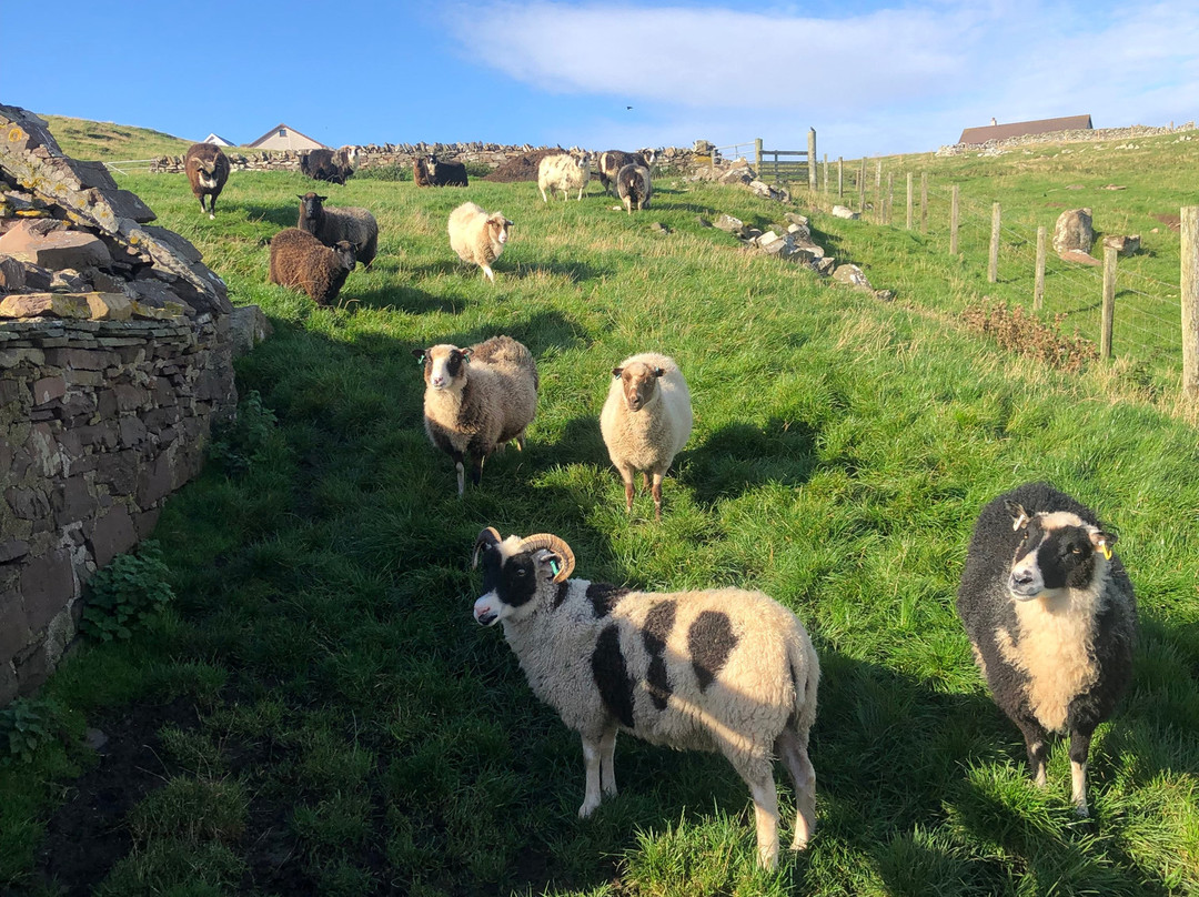Sunshine Shetland oo croft-Lerwick必去景点