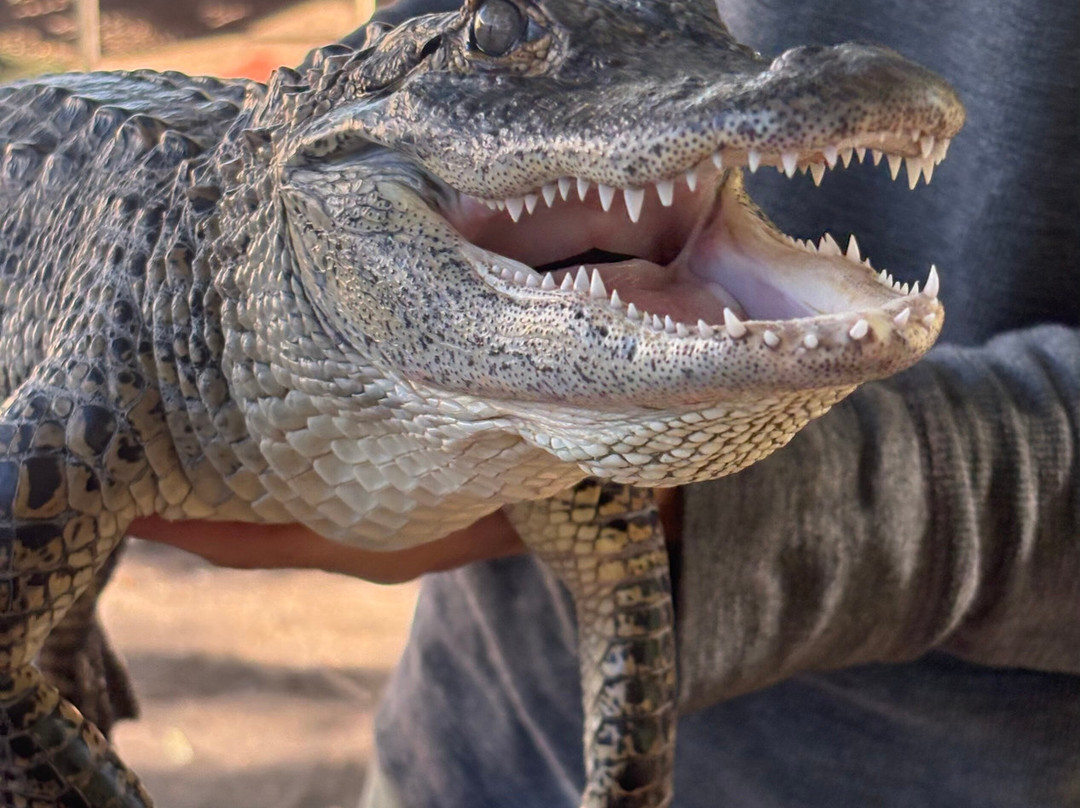 Colorado Gators Reptile Park-Mosca必去景点