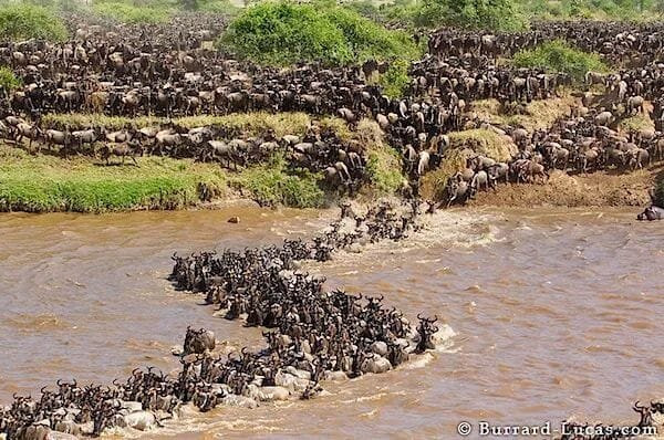 Roaming Africa Tours and Safaris - Day Tours-内罗毕必去景点