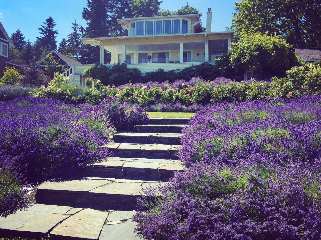 Lavender Hill Farm景点图片