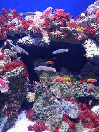 Aquarium At The Boardwalk景点图片