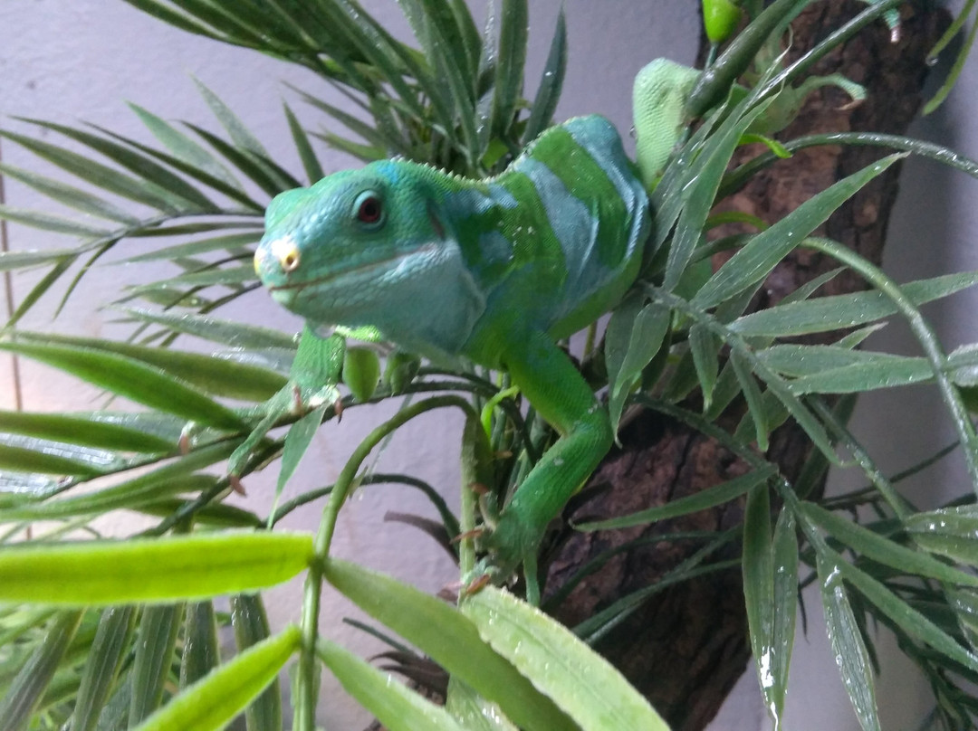 The National Reptile Zoo-基尔肯尼必去景点