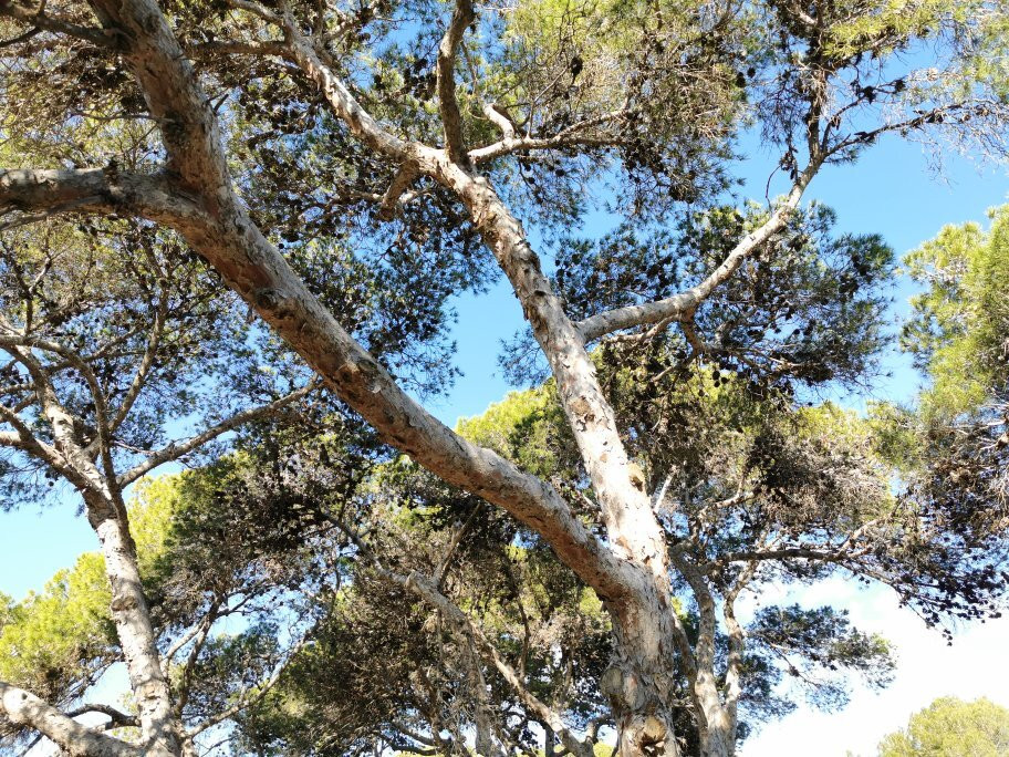Pinares de Rostrogordo-梅利利亚必去景点