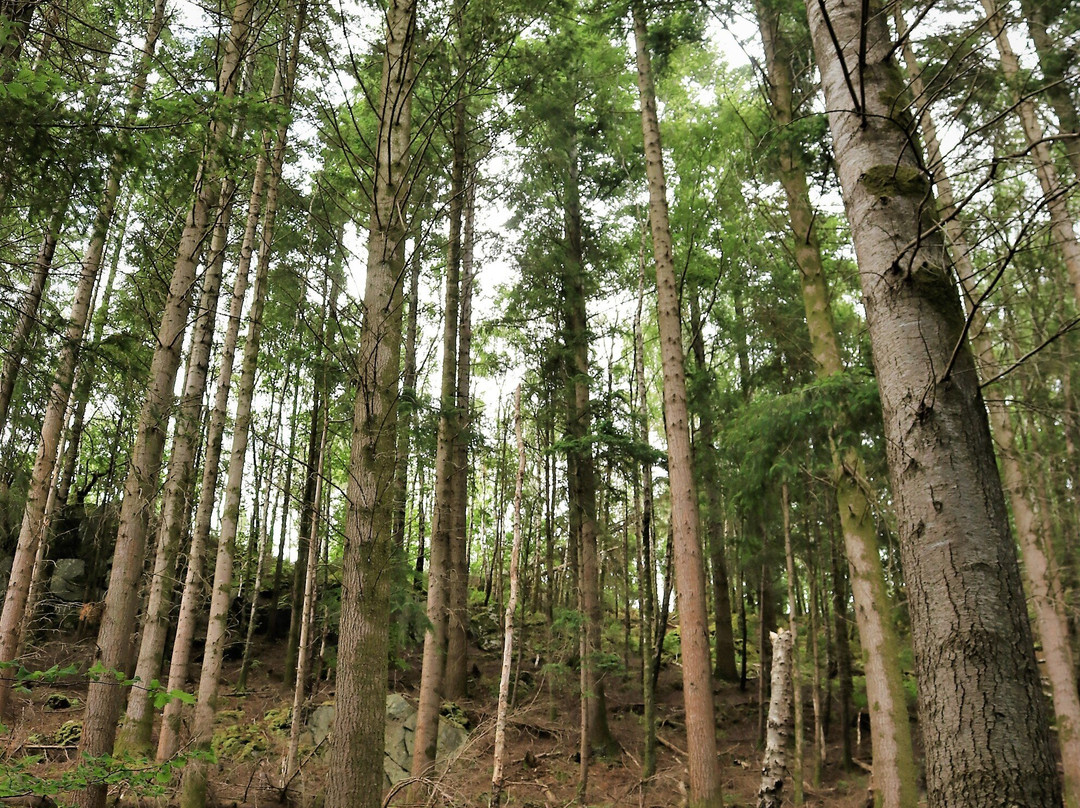 Abergwynant Woods-Penmaenpool必去景点