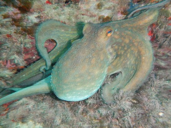 Buceo Les Basetes en Calpe-卡尔佩必去景点