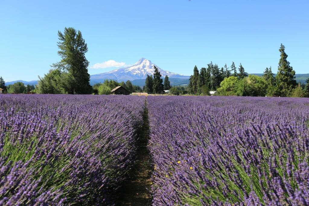 Lavender Valley-胡德里弗必去景点