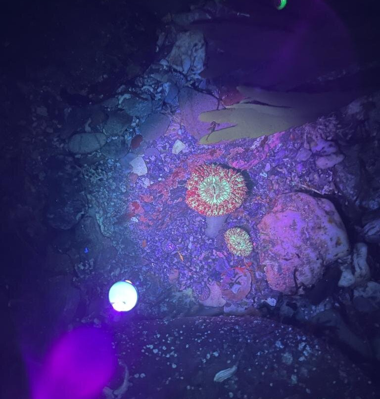 The Rock Pool Project-法尔茅斯必去景点