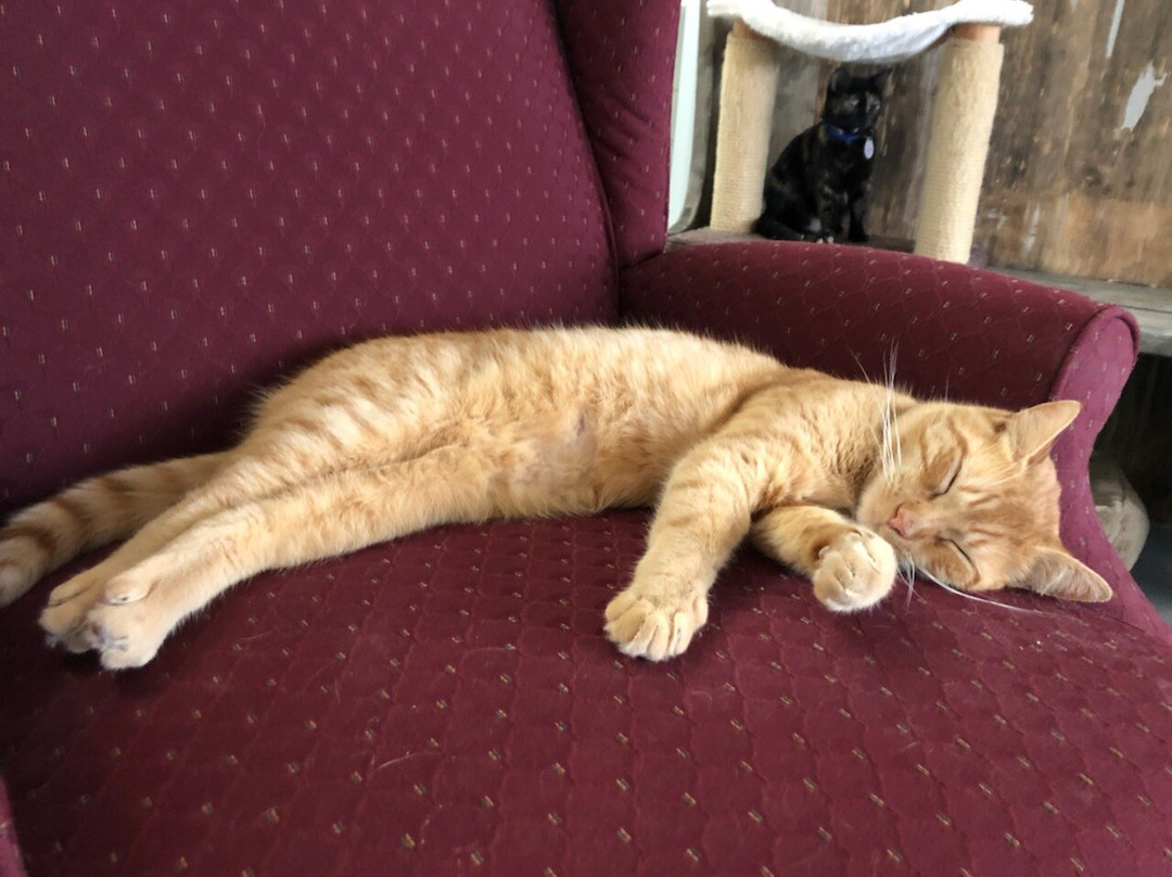 Pawsitivitea Cny Cafe & Cat Lounge