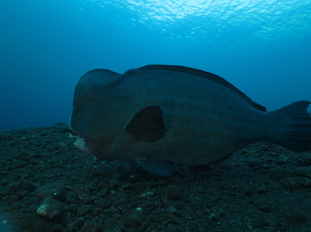 Bali Scuba Course-图兰本必去景点