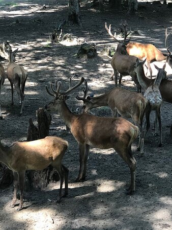 El Bosque De Los Ciervos-Panguipulli必去景点
