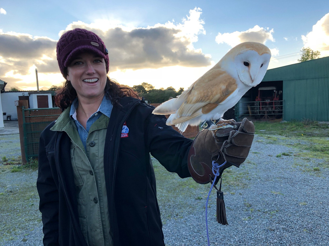 Province of Munster旅游景点-Falconry Kerry