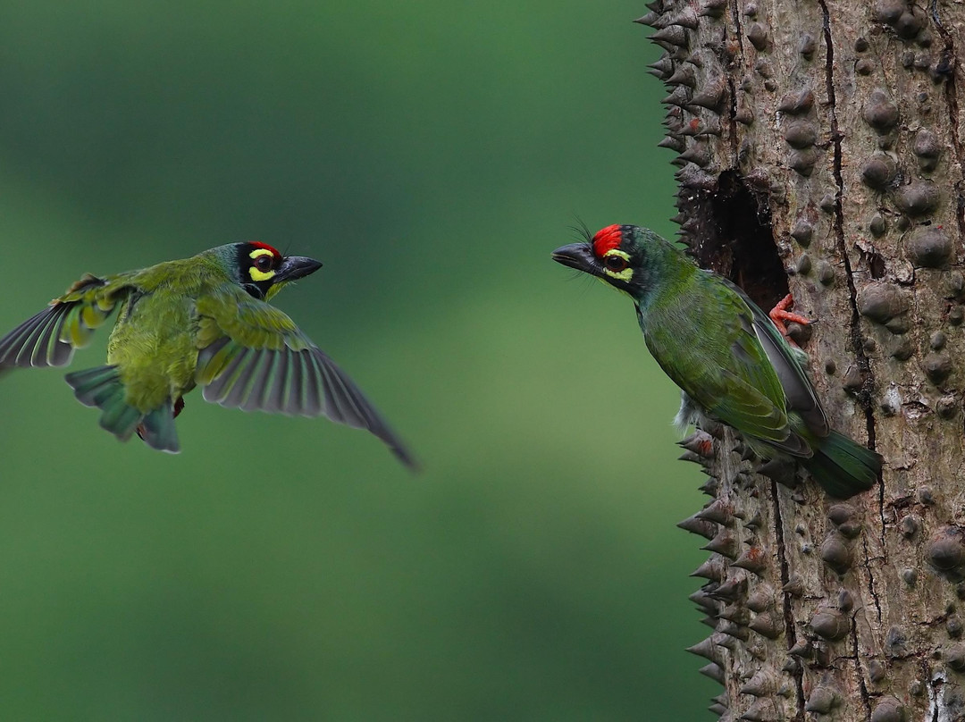Avocet & Peregrine (Birding & Bird Photography)-巴拿吉必去景点