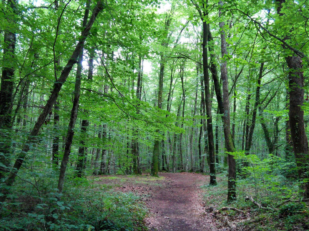 La Fageda d'en Jorda景点图片