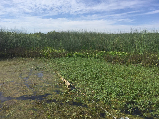 Lake Waco Wetlands-韦科必去景点
