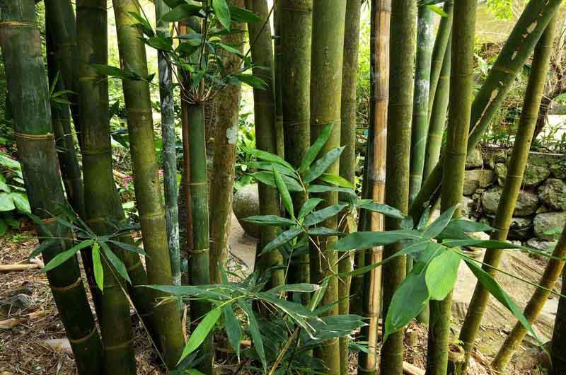 Natural Stone Garden-本部町必去景点
