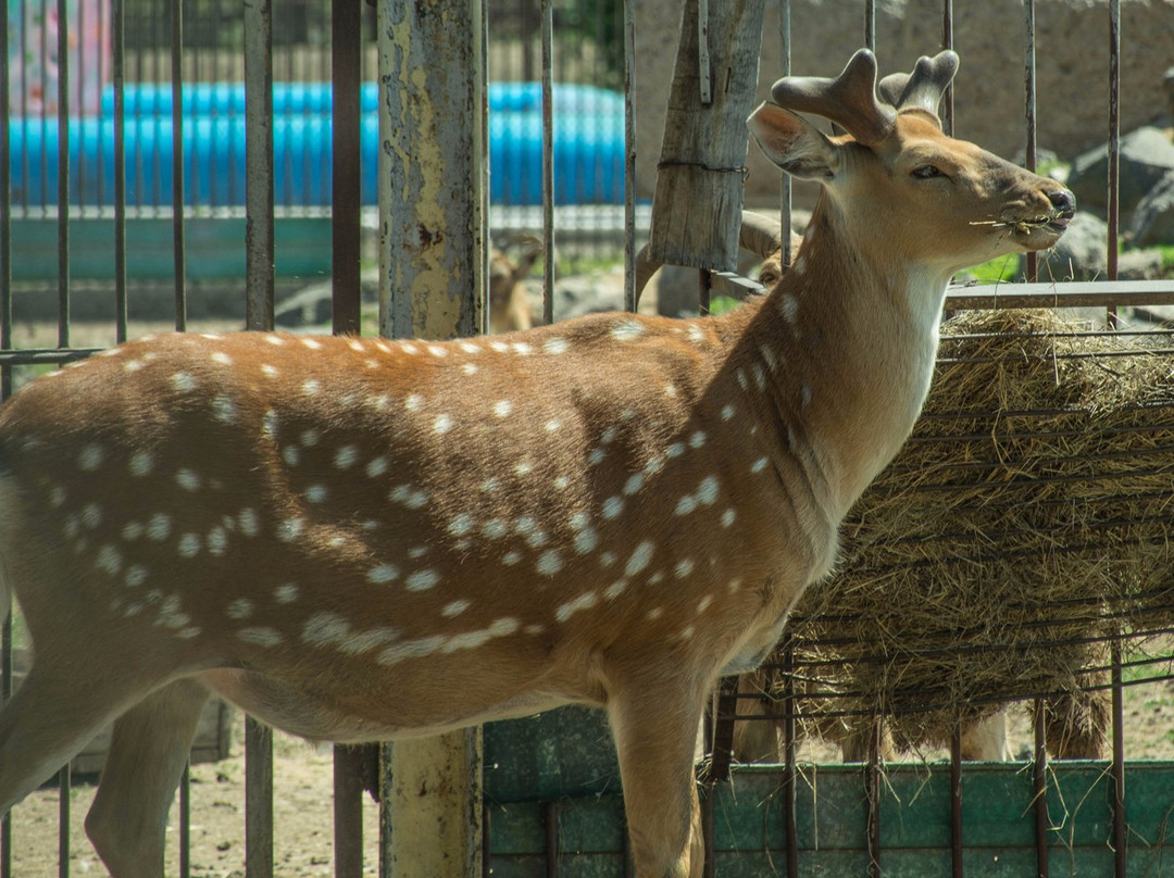 Karaganda State Zoo-加拉干达必去景点
