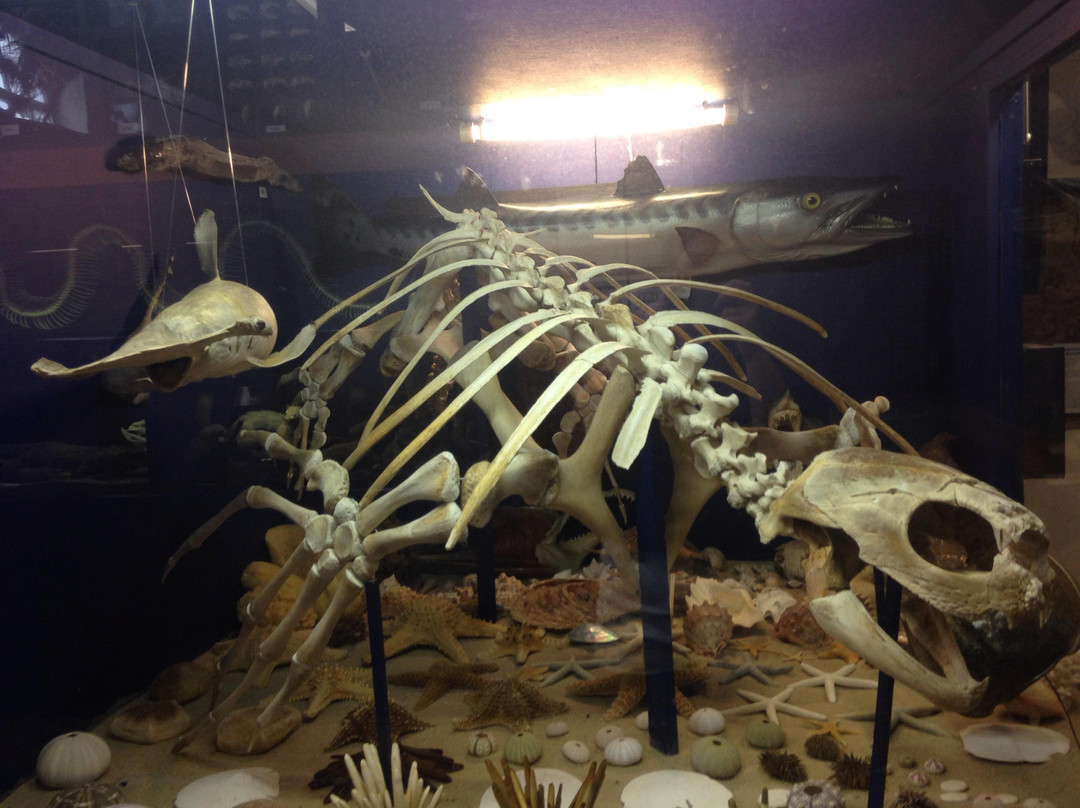 Dinosaurland Fossil Museum景点图片