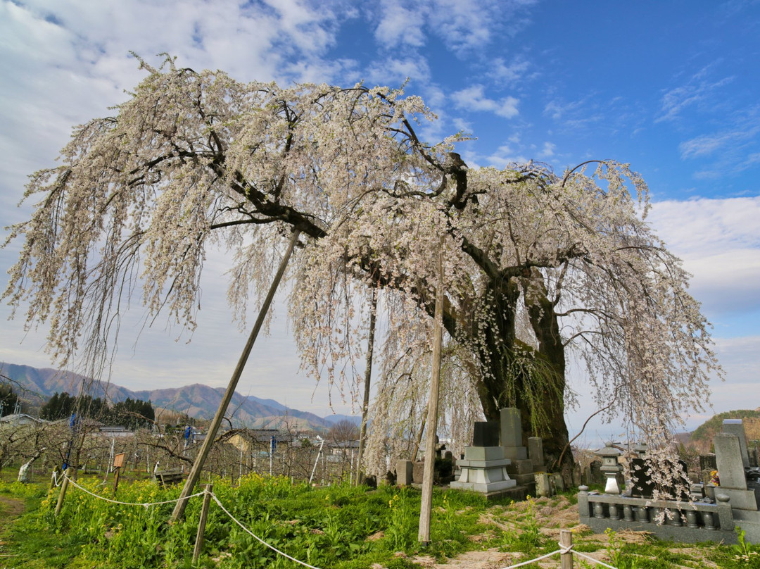 Yokomichi no Shidarezakura景点图片