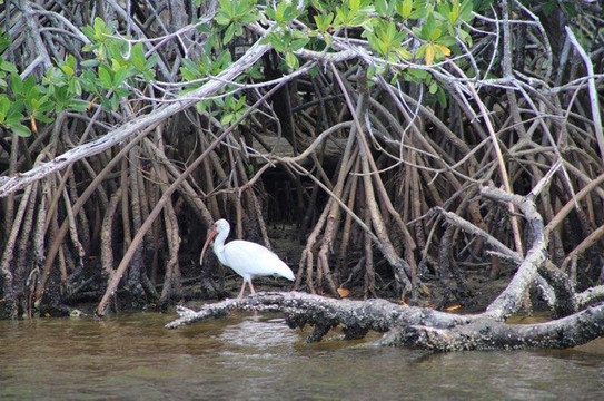 Wild Florida Ecotours-那不勒斯必去景点