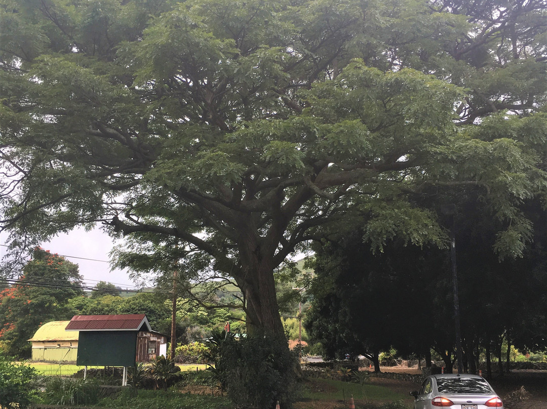 Mark Twain Monkey Pod Tree-纳勒胡必去景点