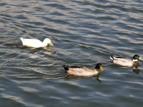 Embalse De Los Rosales-Galapagar必去景点