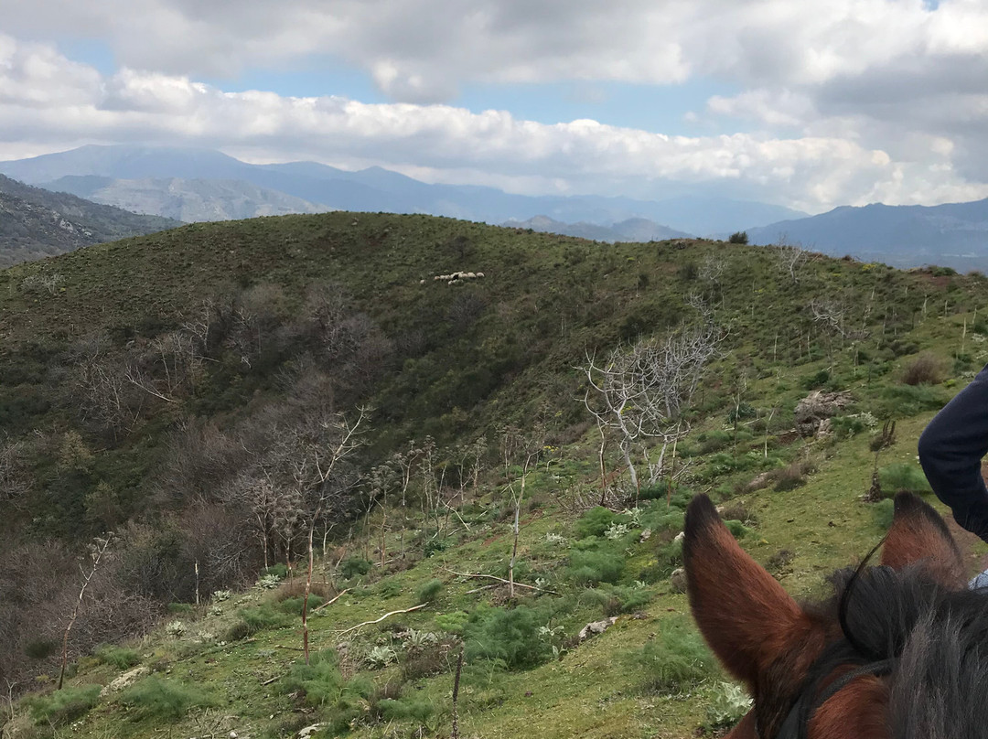 Sicily Horse Riding景点图片