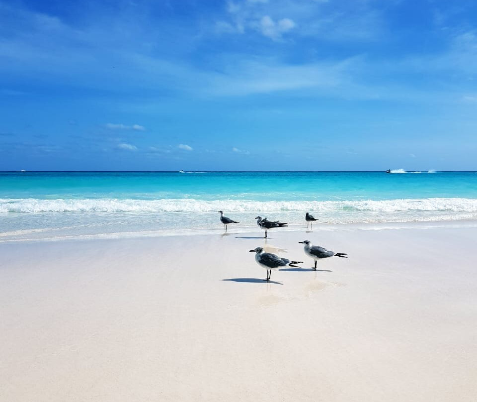 海鸥海滩景点图片