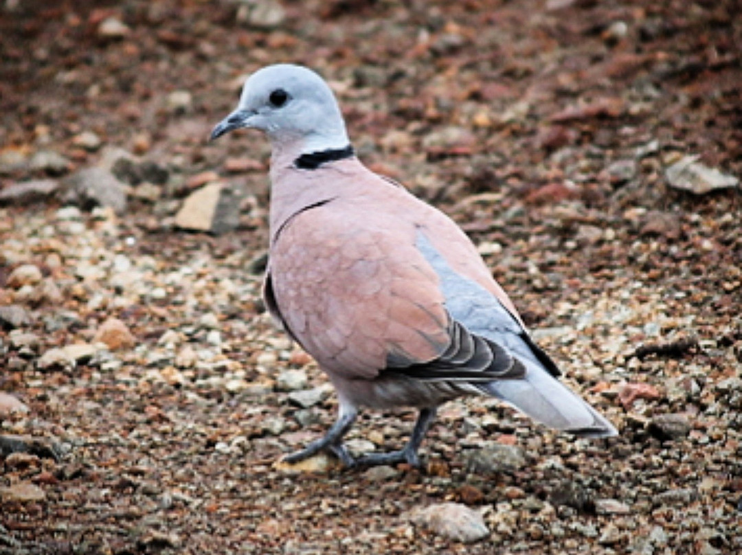 Mayureshwar Wildlife Sanctuary景点图片