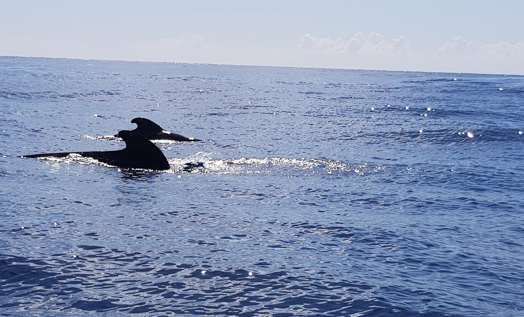 Rota dos Cetáceos-沙尔必去景点