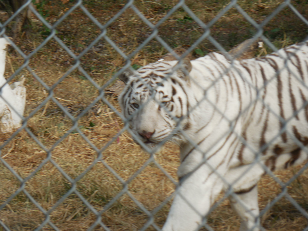 Exotic Feline Rescue Center景点图片