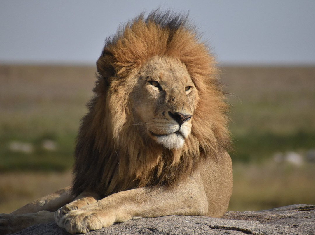 African DMC-阿鲁沙必去景点