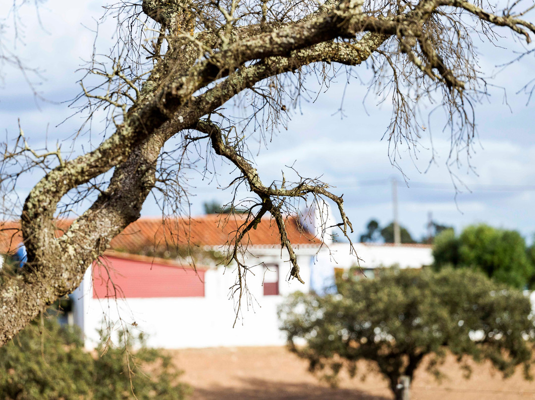 Vale De Milhanos主图