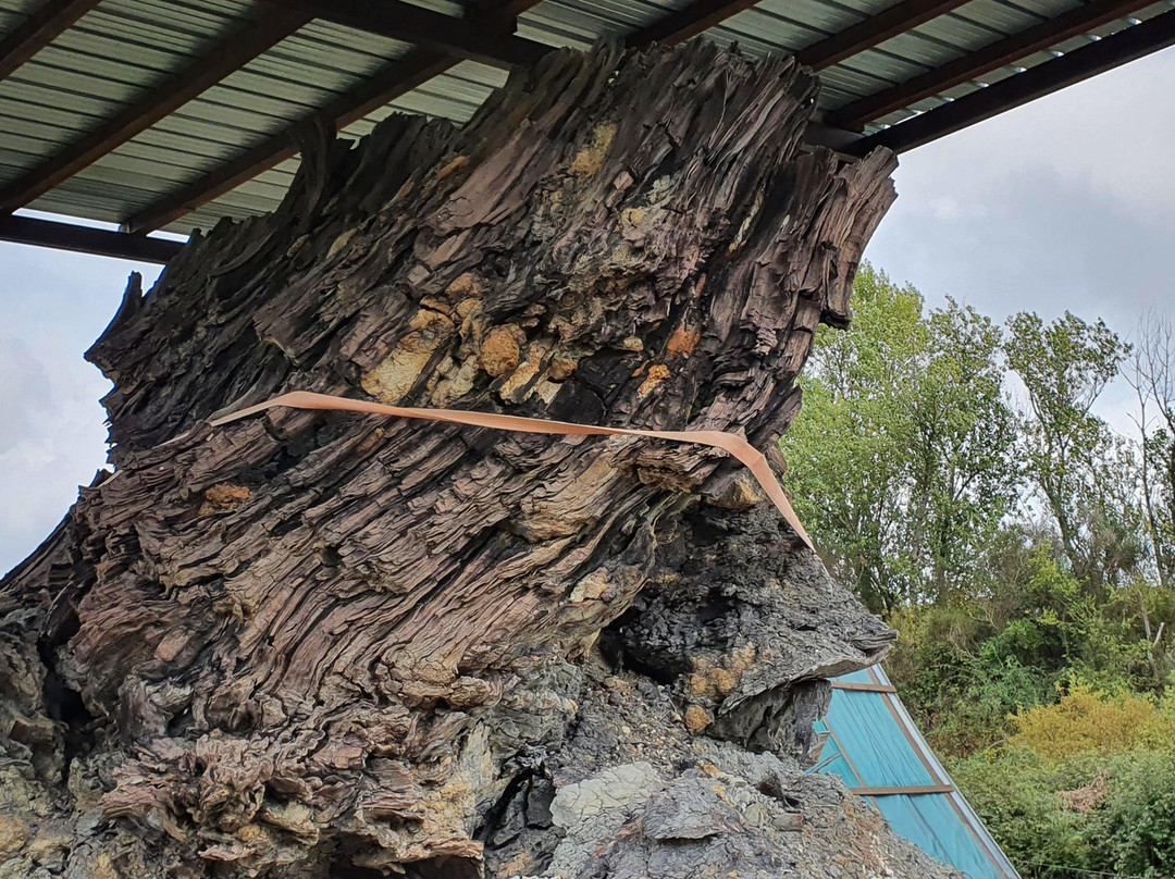 Foresta Fossile-Avigliano Umbro必去景点