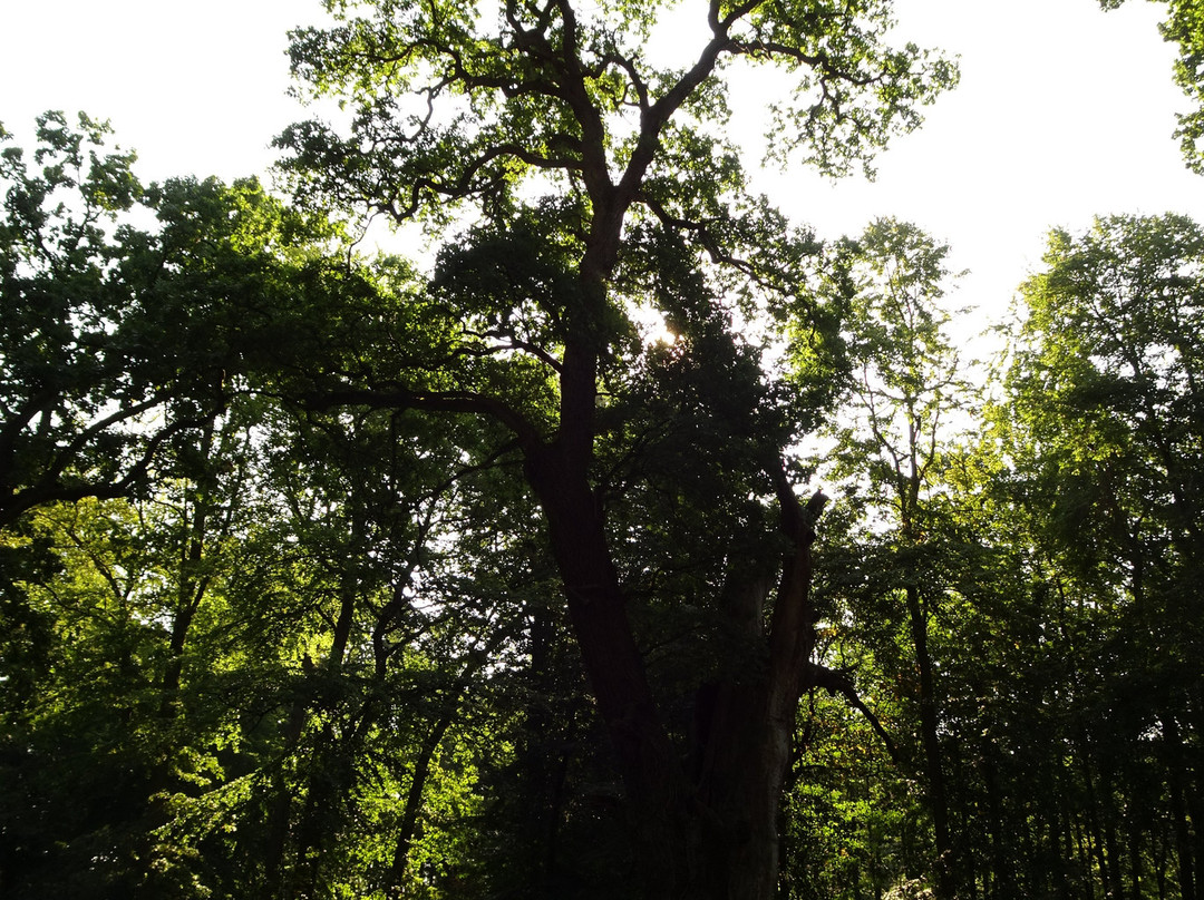 Nationales Naturmonument Ivenacker Eichen景点图片