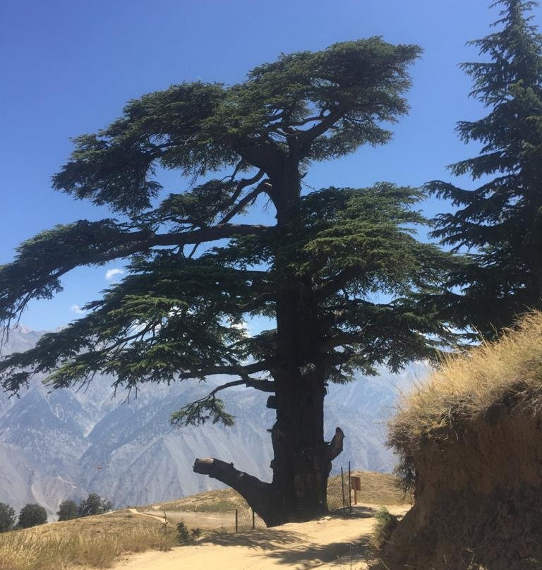 Chitral Gol National Park-Chitral必去景点