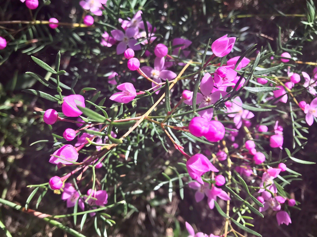 Kattang Nature Reserve-Camden Head必去景点