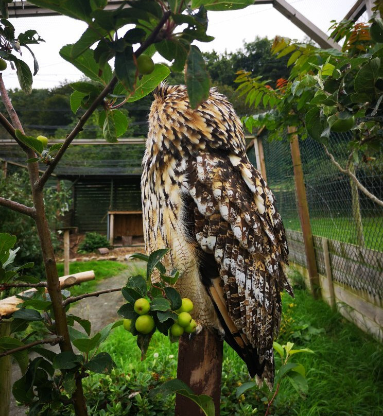 Bodafon Farm Park-兰迪德诺必去景点