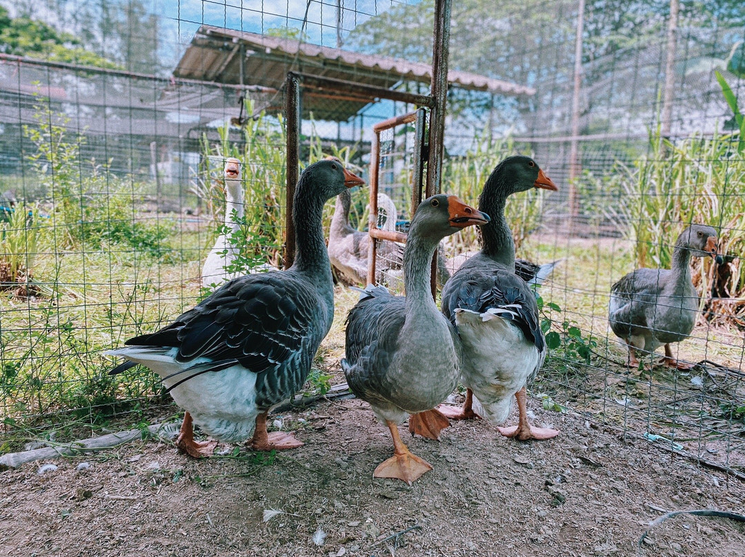 Dok Krai Reservoir-匹他那尼可必去景点