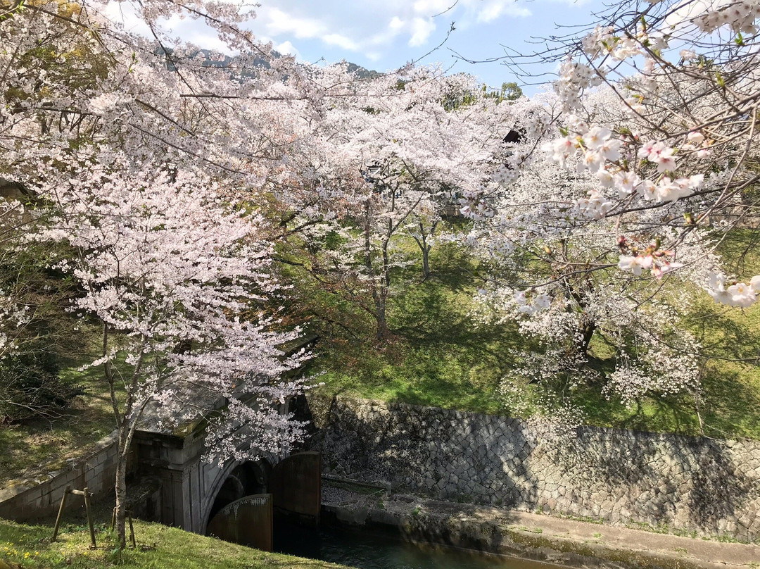 Lake Biwa Sosui-no Sakura景点图片