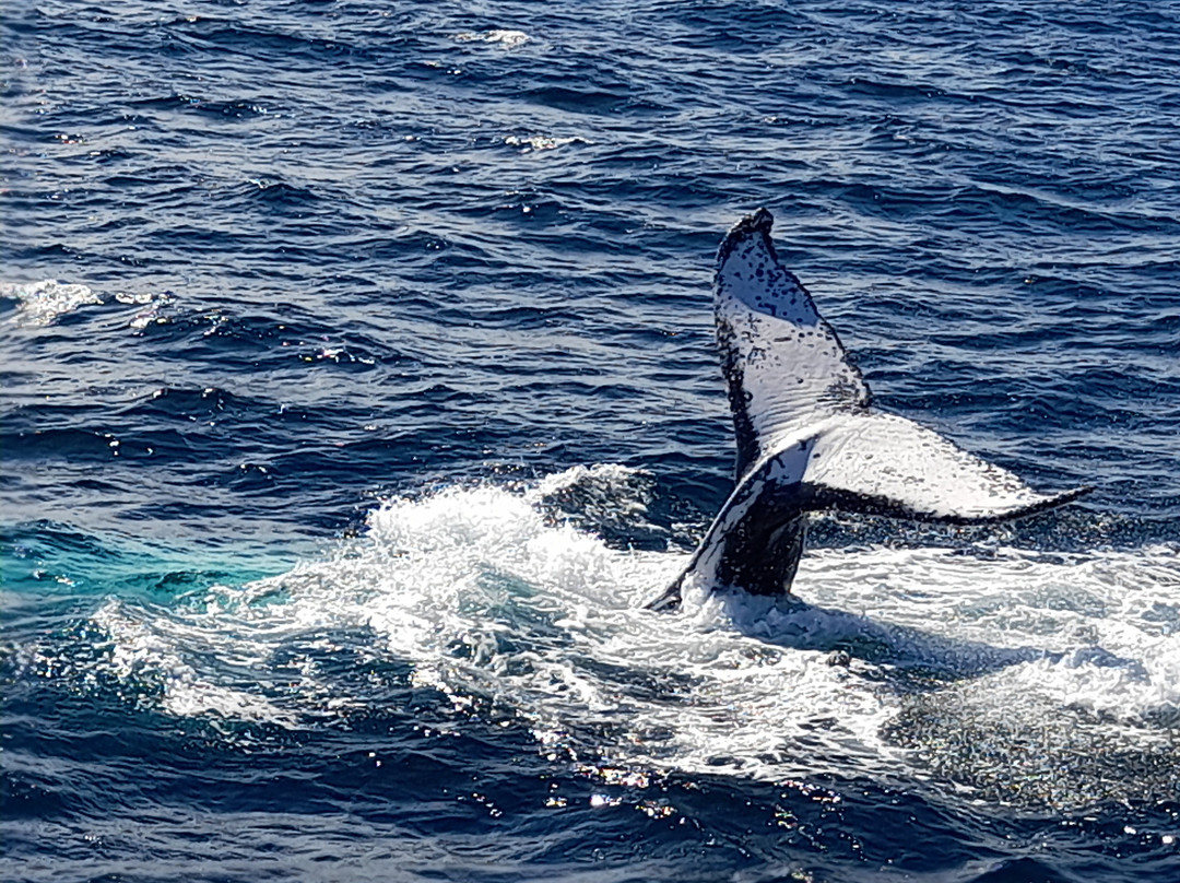 Coolangatta Whale Watch-堤维德岬必去景点
