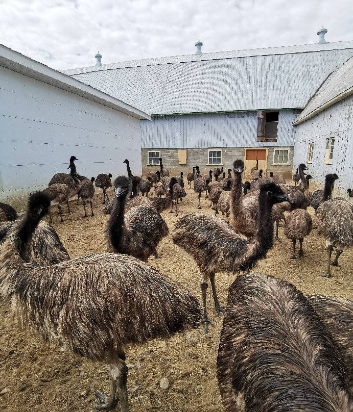 Centre de l'Émeu de Charlevoix-Saint Urbain必去景点