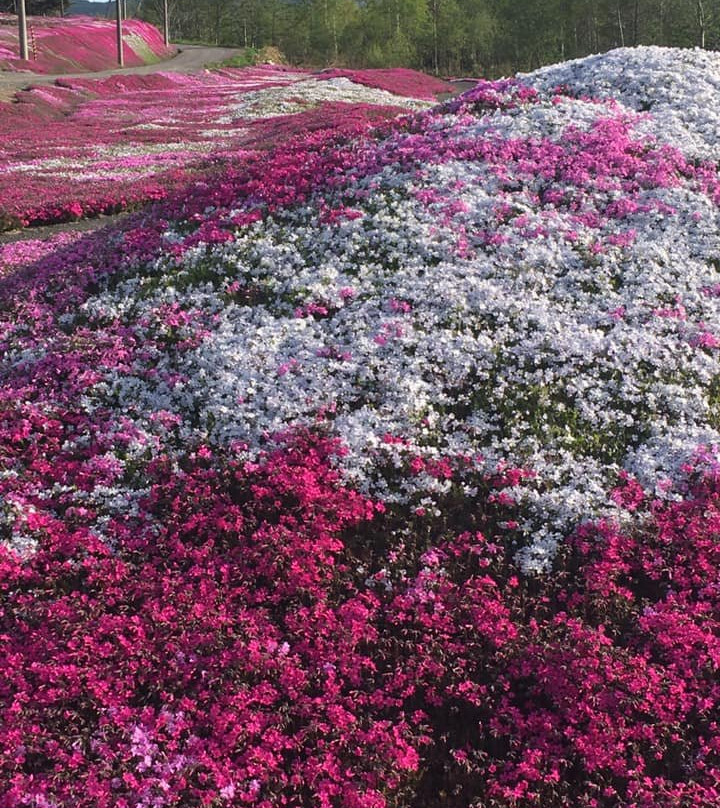 Mishima's Shibazakura Garden-俱知安町必去景点