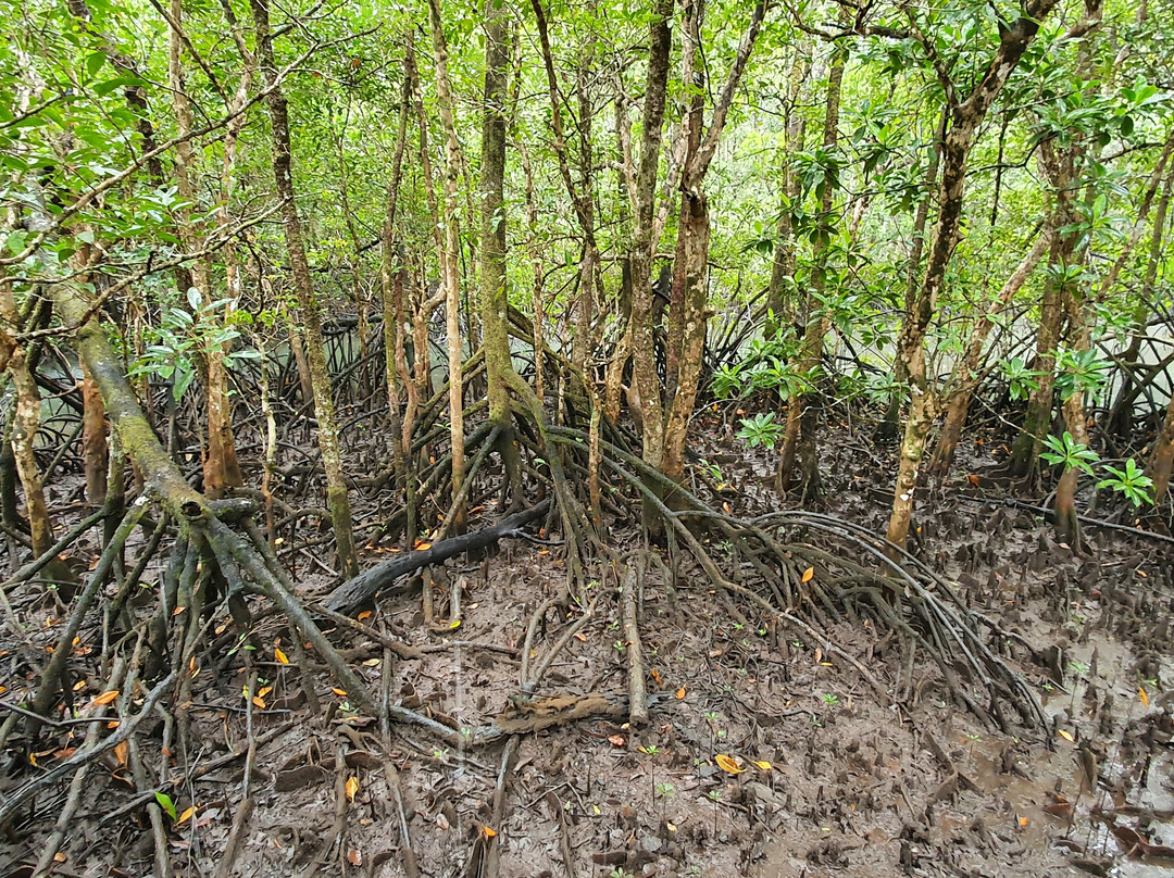 Marrdja Botanical Walk-Cape Tribulation必去景点