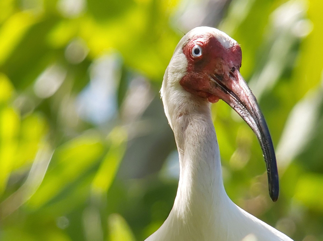 Official Guide Costa Rica-哥斯达黎加安东尼奥国家公园必去景点