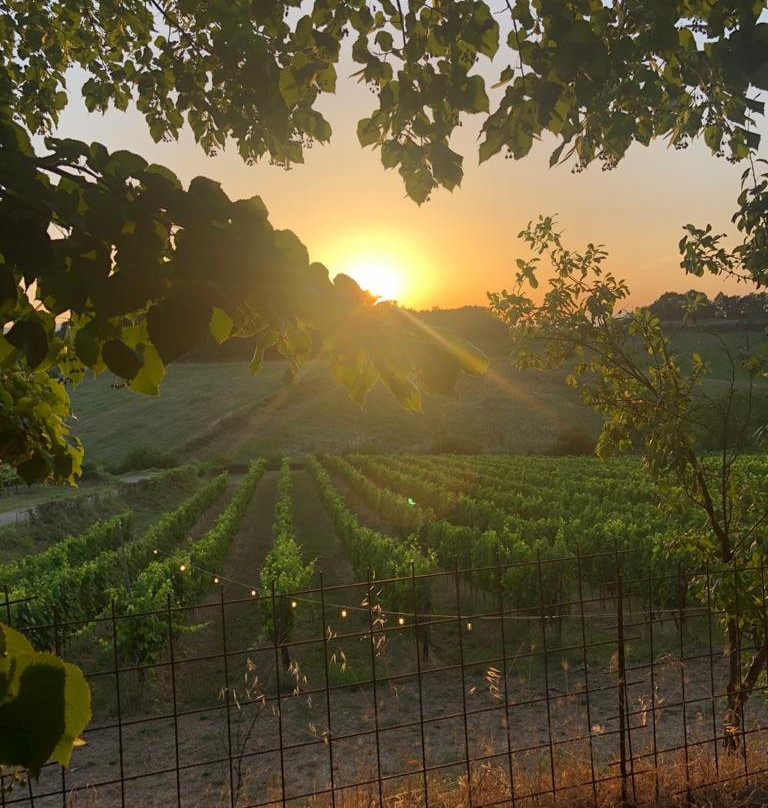 Perelli Winery景点图片