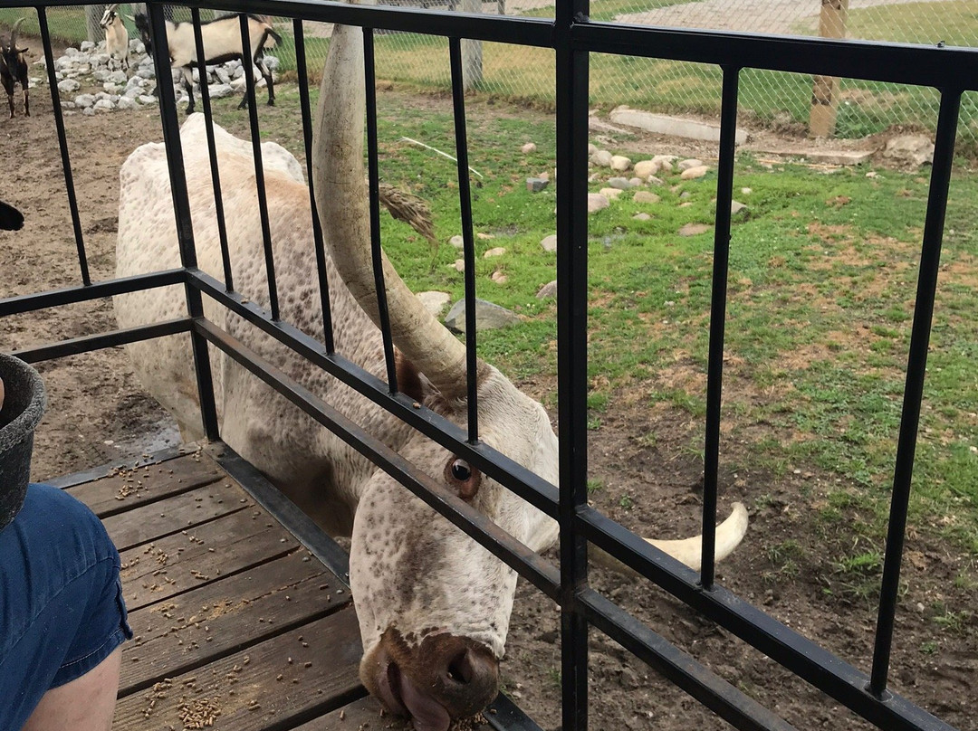 Dutch Creek Farm Animal Park景点图片